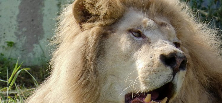 Было ужасное детство в цирке: в Ярославском зоопарке поселился белый лев_250940