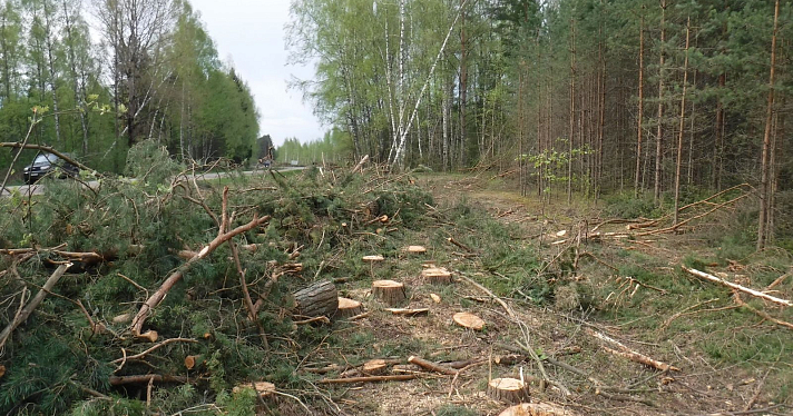 В Ярославской области с дорожников взыскали 58 миллионов рублей за вырубку леса в национальном парке_264732