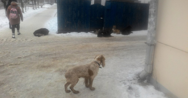 Дети в опасности: ярославских собачников могут оштрафовать на 20 тысяч рублей