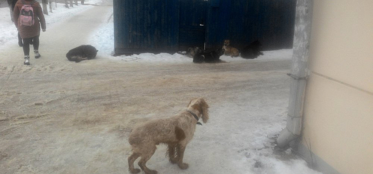 Дети в опасности: ярославских собачников могут оштрафовать на 20 тысяч рублей