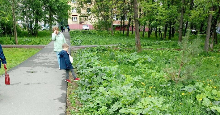 Ярославцы сообщили о зарослях борщевика на Красном Перекопе; в мэрии заявили, что проверяют территории каждый день_158587