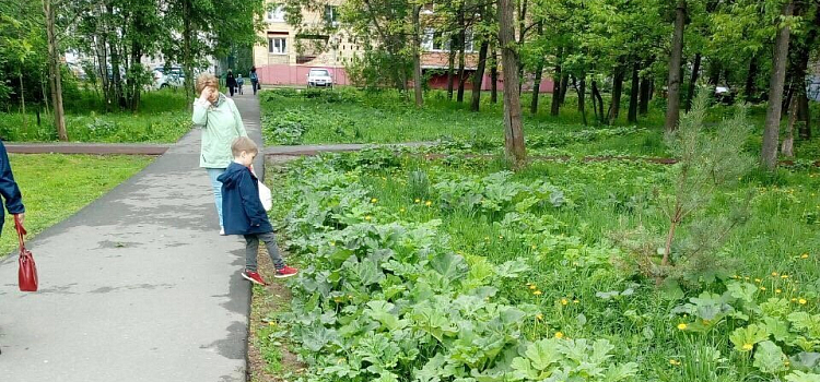 Ярославцы сообщили о зарослях борщевика на Красном Перекопе; в мэрии заявили, что проверяют территории каждый день_158587