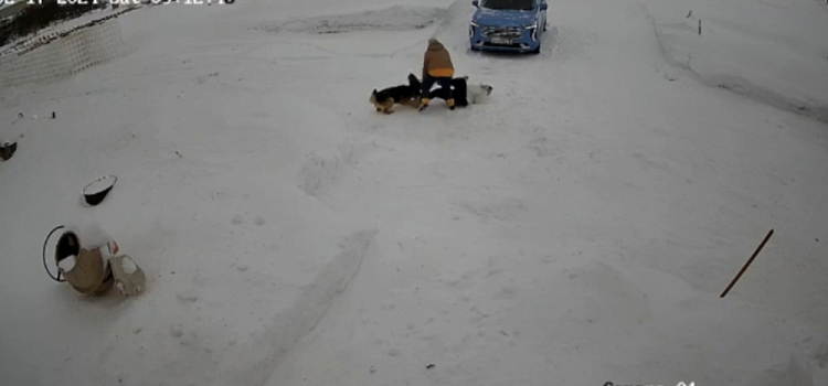 В Ярославской области собака покусала девочку прямо на улице