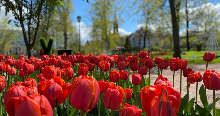 В Рыбинске высадили более 12 тысяч тюльпанов