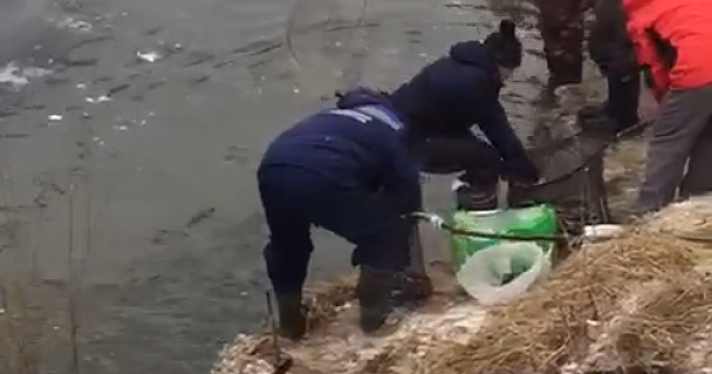 В Ярославской области рыбу из реки вылавливают ведрами_227008