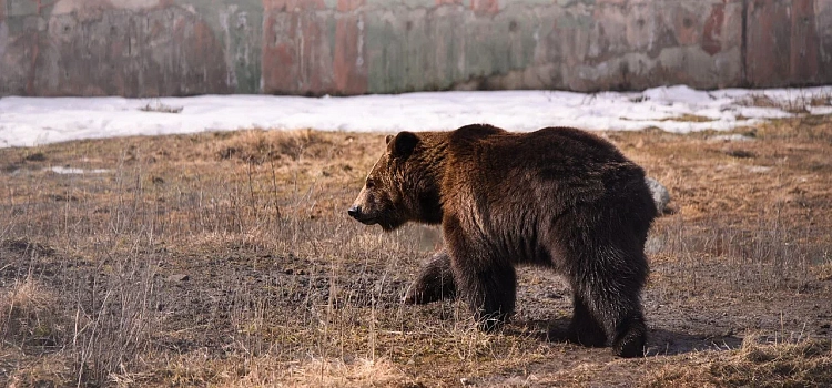 «Сидят вялые»: в Ярославском зоопарке медведи Ума и Топа вышли из зимней спячки_268932