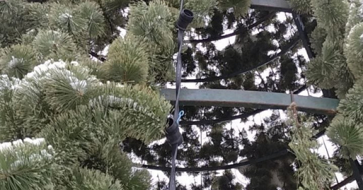 В Заволжском районе Ярославля вандалы испортили ёлку