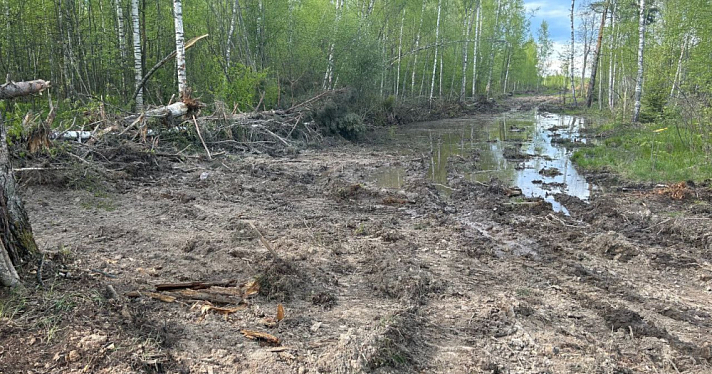 Житель Ярославской области незаконно вырубил десять кубометров леса