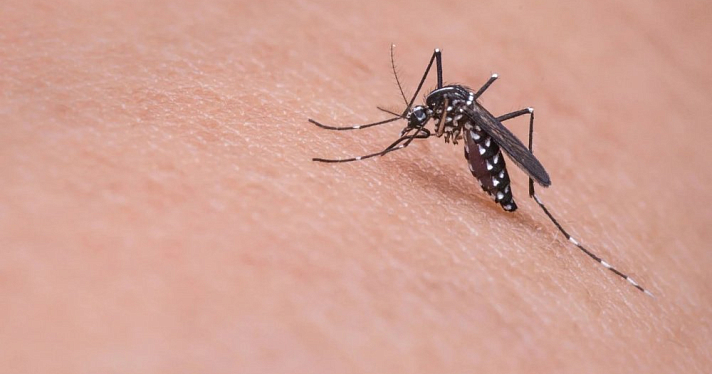 Энтомолог назвал смертельные болезни, которые передают комары