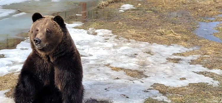 «Сидят вялые»: в Ярославском зоопарке медведи Ума и Топа вышли из зимней спячки_268930