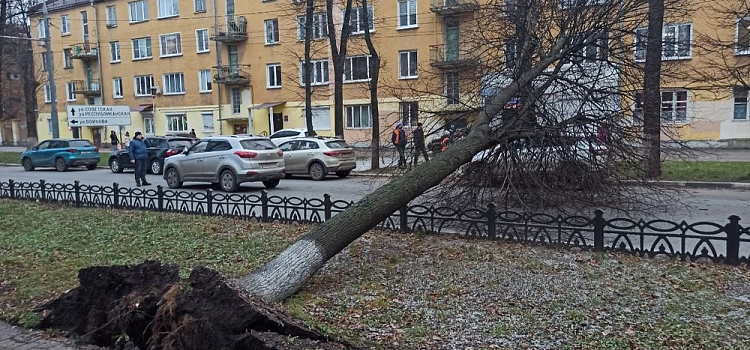«Дерево бы упало прямо на нас»: ярославцы благодарят водителя 85-го автобуса