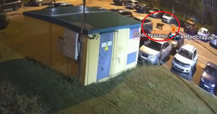 Гулявший по ярославским дворам медведь бесследно исчез