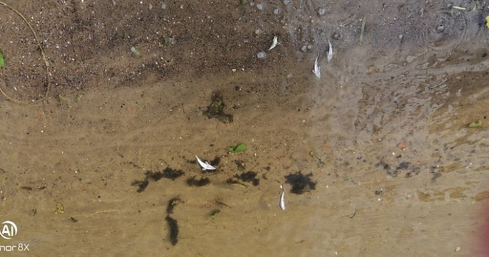 На берегу Волги в Ярославле нашли мертвых мальков стерляди_159472