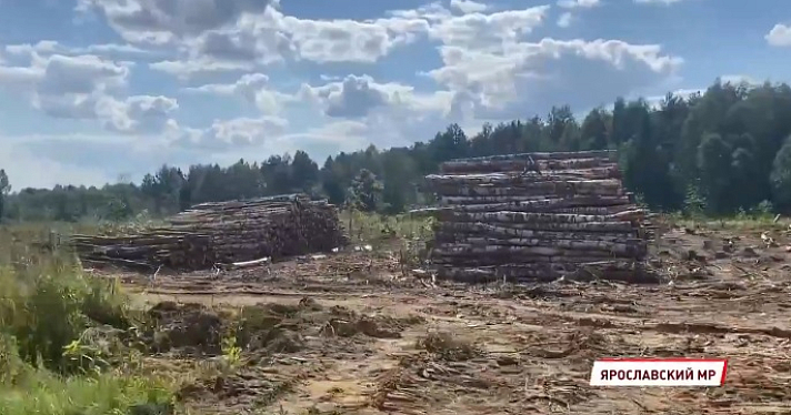 Рядом с Туношной частично вырубили старинный лес