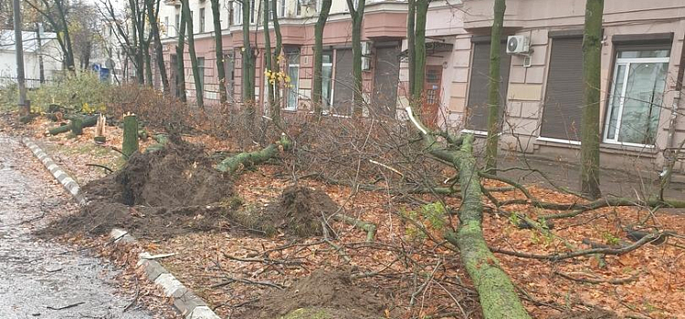 В центре Ярославля вырубили клены, чтобы обустроить парковку