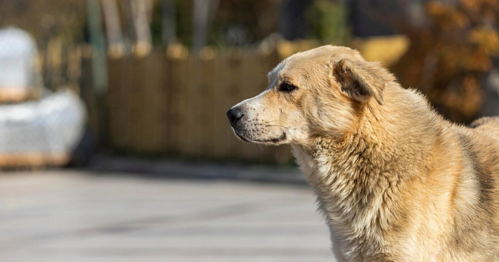 В мэрии Данилова сообщили о поисках хозяина алабая, который пугает жителей города