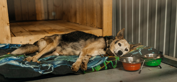 Ярославль заключил контракт на 2,4 миллиона рублей с местным приютом для бездомных животных