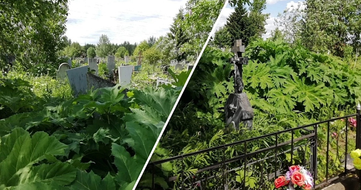 В Ярославле Игнатовское кладбище зарастает борщевиком