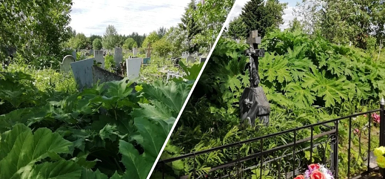 В Ярославле Игнатовское кладбище зарастает борщевиком