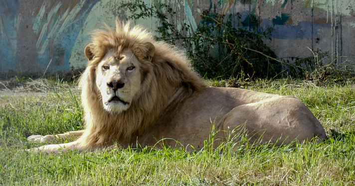 Было ужасное детство в цирке: в Ярославском зоопарке поселился белый лев_250941