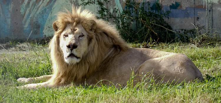 Было ужасное детство в цирке: в Ярославском зоопарке поселился белый лев_250941