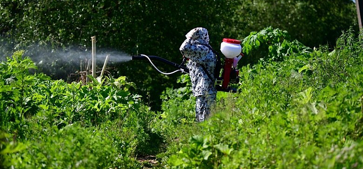 В Ярославской области вводятся штрафы за нескошенный борщевик