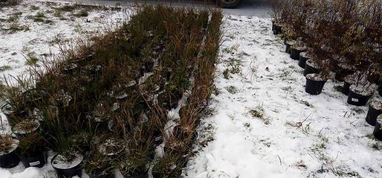 Фото дня. Озеленение Народной площади в Переславле началось после первого снегопада