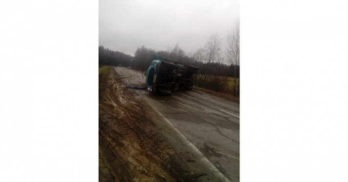Фото дня. В Ярославской области телята сбежали из перевернувшегося грузовика_161657
