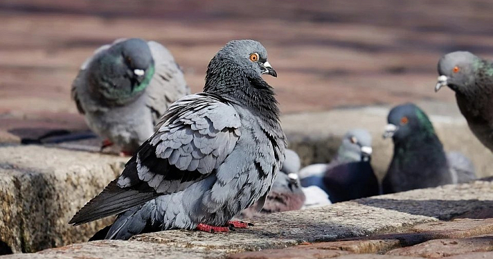 Тяжелое поражение легких: педиатр из Ярославля рассказала, почему нельзя кормить голубей
