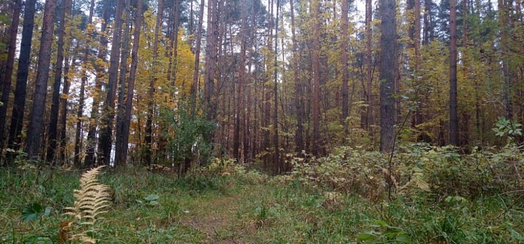 Прусовские карьеры под Ярославлем включат в зеленый пояс