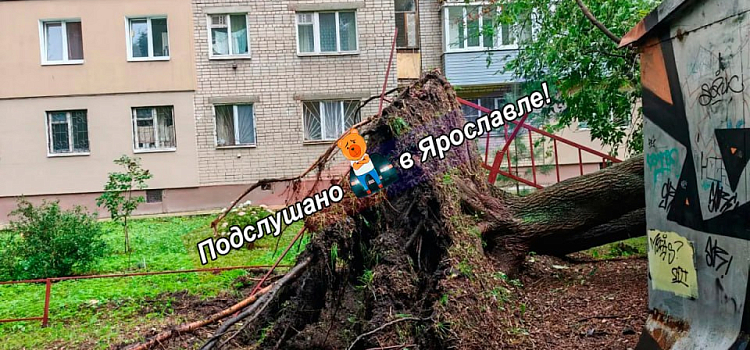 Крыши и деревья летели прямо на дорогу: в Ярославской области устраняют последствия грозы_319284
