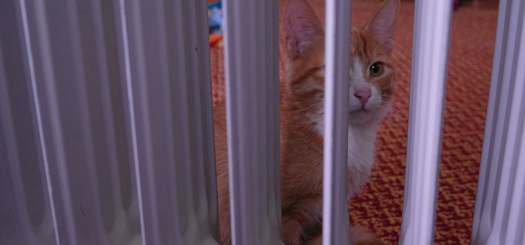 Жители двух районов Ярославля пока останутся без отопления