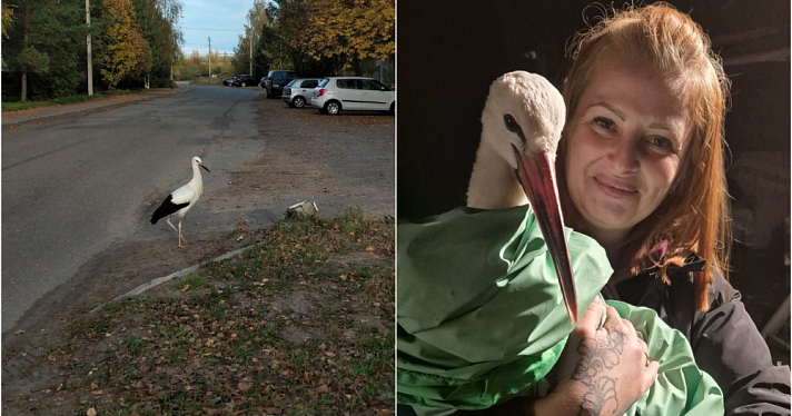 «Добрая женщина взяла его к себе, выходила, вырастила»: в Угличе спасли потерявшегося аиста