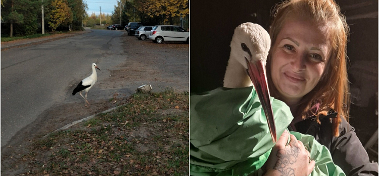 «Добрая женщина взяла его к себе, выходила, вырастила»: в Угличе спасли потерявшегося аиста