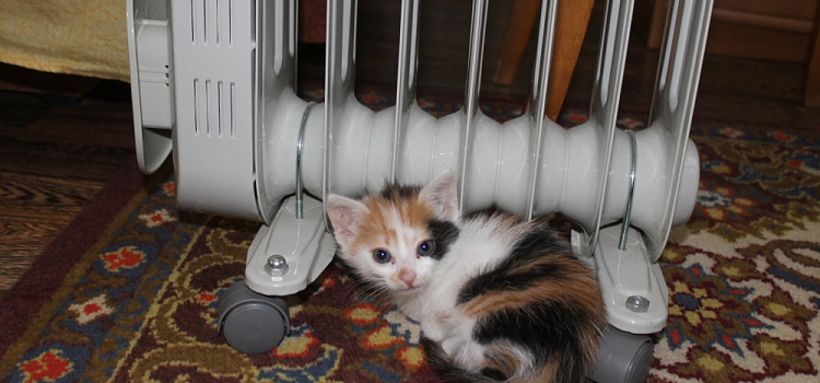 В Ярославской области отопительный сезон решили начать досрочно