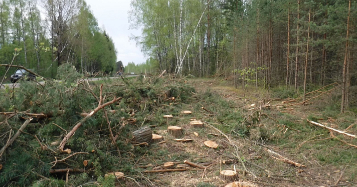 В Ярославской области с дорожников взыскали 58 миллионов рублей за вырубку леса в национальном парке