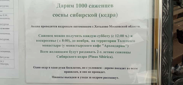 В Ярославле снова бесплатно раздадут саженцы кедра