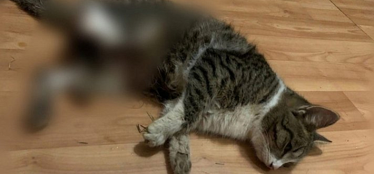 Дело погибшего в Ростове котенка: зоозащитники подали заявление в полицию