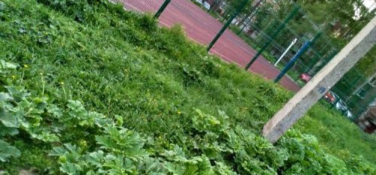 Для благоустройства ярославских дворов завезли грунт с семенами борщевика