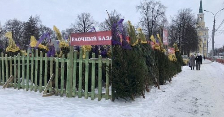 Ярославский зоопарк примет елки после новогодних праздников