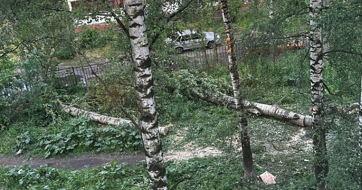 В Дзержинском районе Ярославля пострадали пять собак, наткнувшись во дворе на оголённый провод