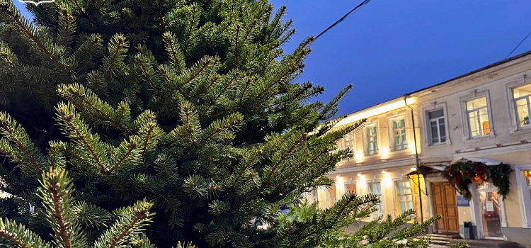 Улицу Кирова в Ярославле украсили живыми ёлками_308322