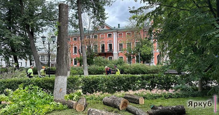 В Демидовском сквере в Ярославле срубили десятки деревьев_245758