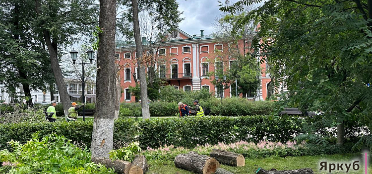 В Демидовском сквере в Ярославле срубили десятки деревьев_245758