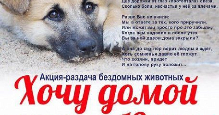 В Ярославле пройдет акция-раздача бездомных животных «Хочу домой»