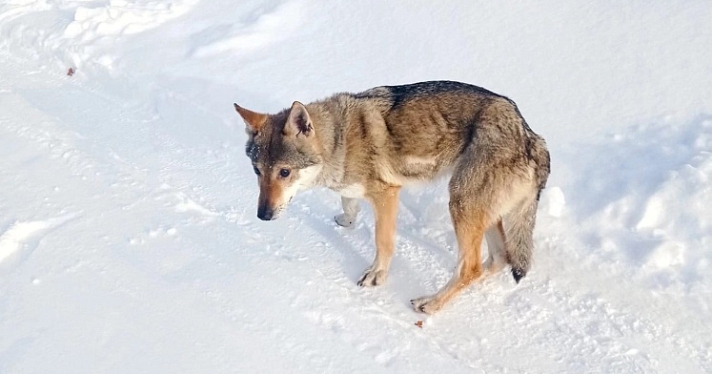 Волк или собака: кто на самом деле пришел к дачникам в Ярославской области