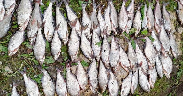 Выловили 164 экземпляра промысловой рыбы: в Ярославской области на Волге задержали браконьеров_247141