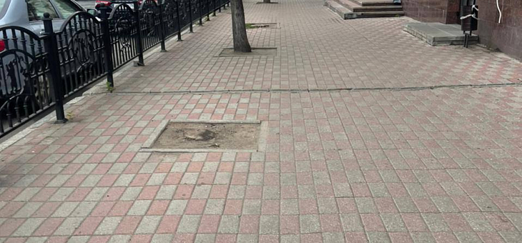 В центре Ярославля высадят новые деревья вместо спиленных_223624