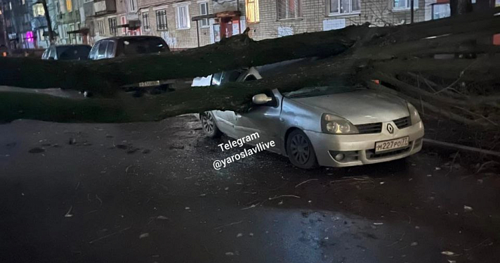 В Ярославле от упавших деревьев и веток пострадали несколько автомобилей, а также молодая женщина с детьми_225551