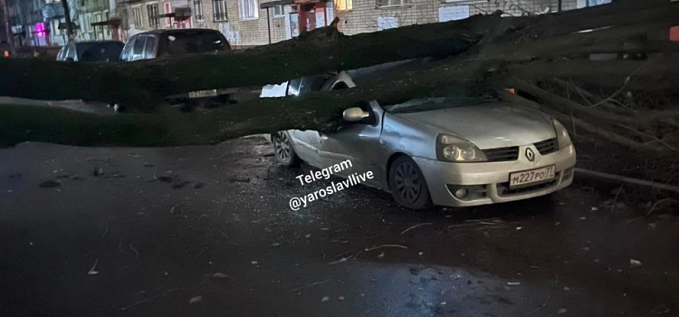 В Ярославле от упавших деревьев и веток пострадали несколько автомобилей, а также молодая женщина с детьми_225551
